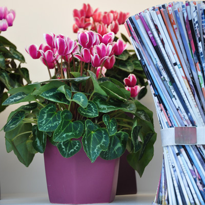 Cyclamen Fantasia pour décorer bureau et étagères